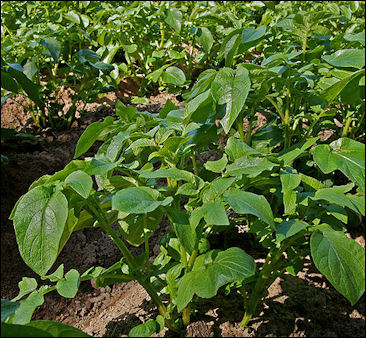 20120525-Potatoes Perunapelto_Nakkila.JPG